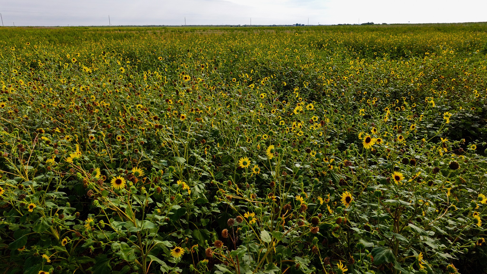 Tbd Wofford Road Quanah TX 79252