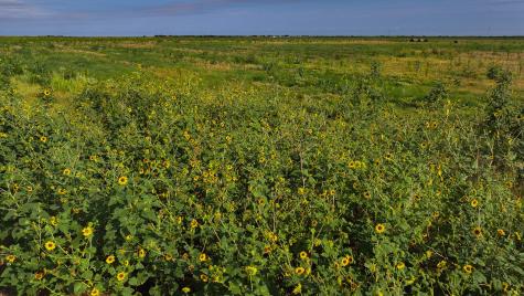 Tbd Wofford Road Quanah TX 79252