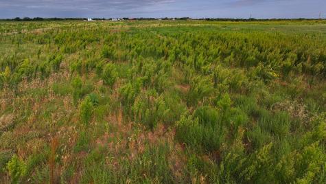 Tbd Wofford Road Quanah TX 79252