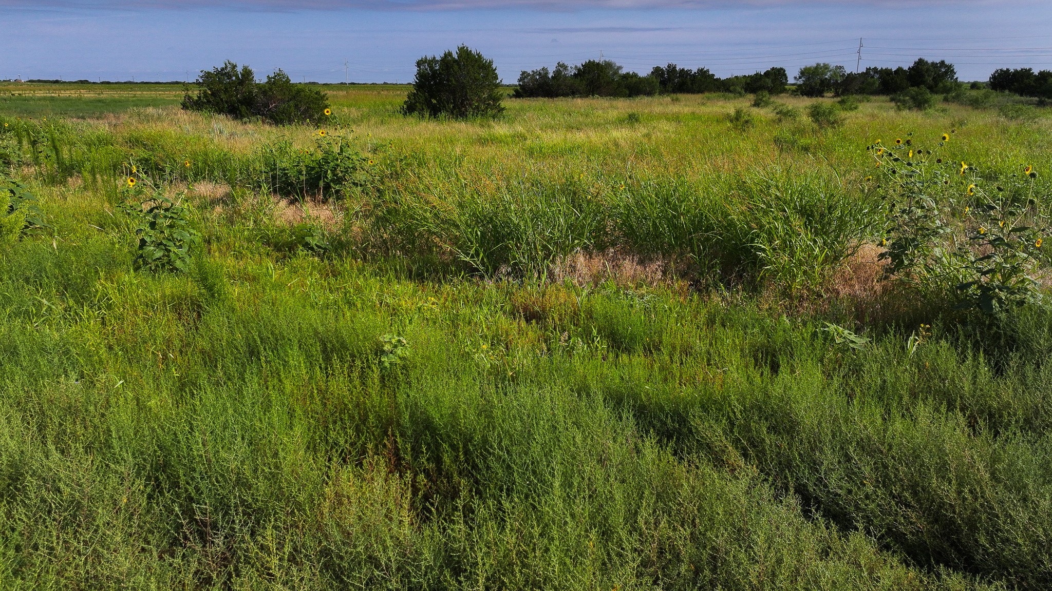 Tbd Wofford Road Quanah TX 79252