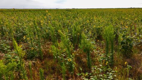 Tbd Wofford Road Quanah TX 79252