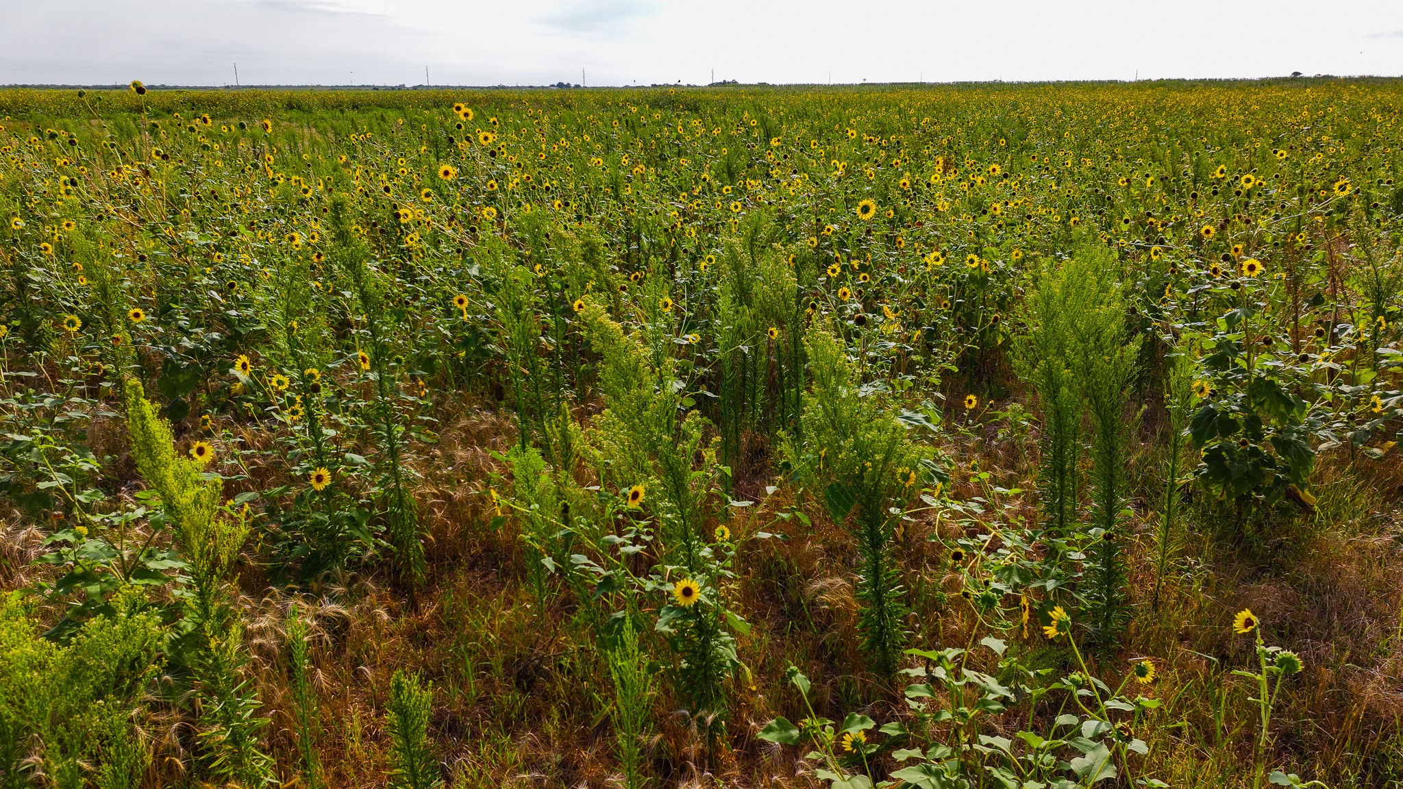 Tbd Wofford Road Quanah TX 79252