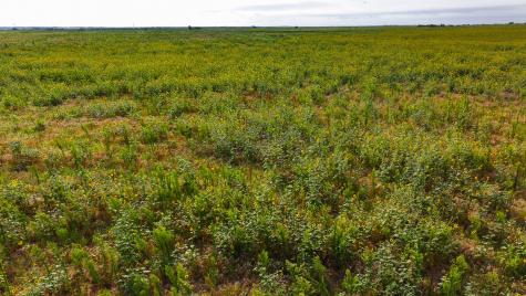Tbd Wofford Road Quanah TX 79252