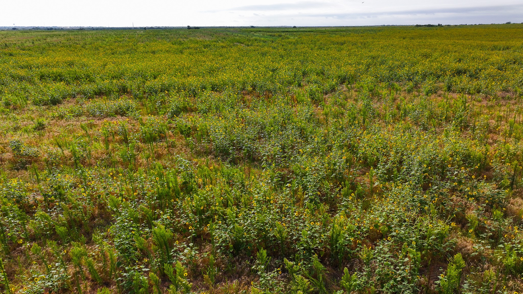 Tbd Wofford Road Quanah TX 79252
