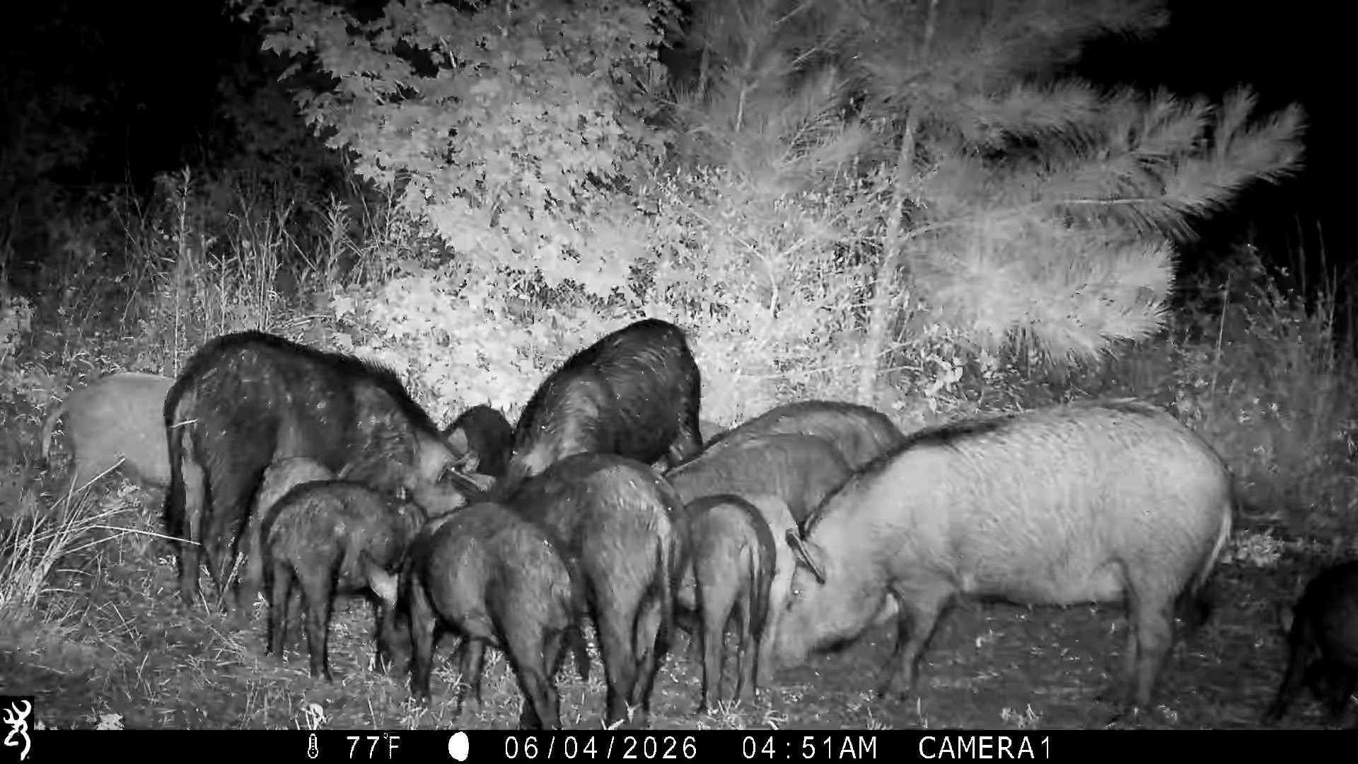 Na Cr 3050 Woodville TX 75938
