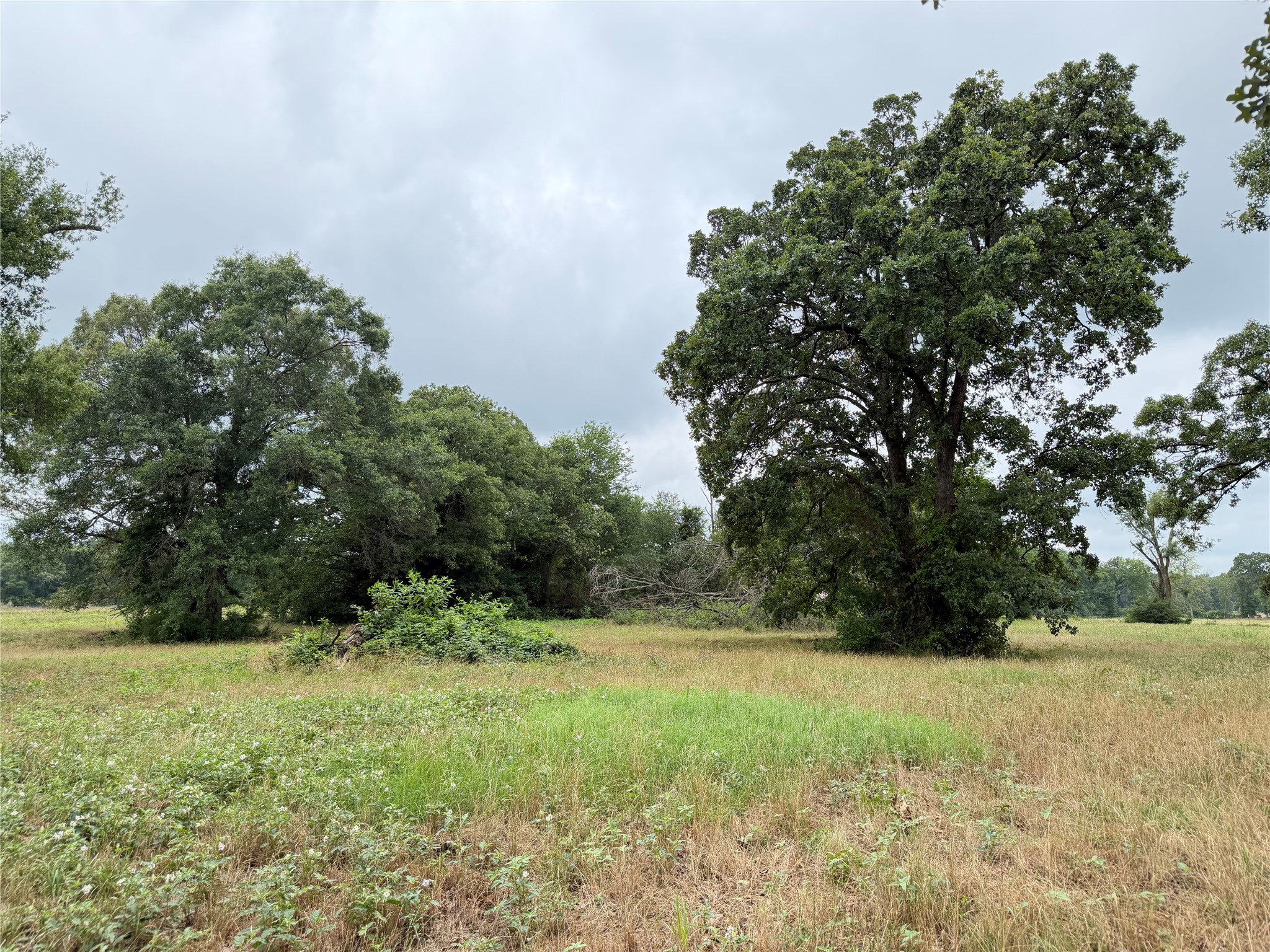 Tbd Fm 1000 Cookville TX 75558