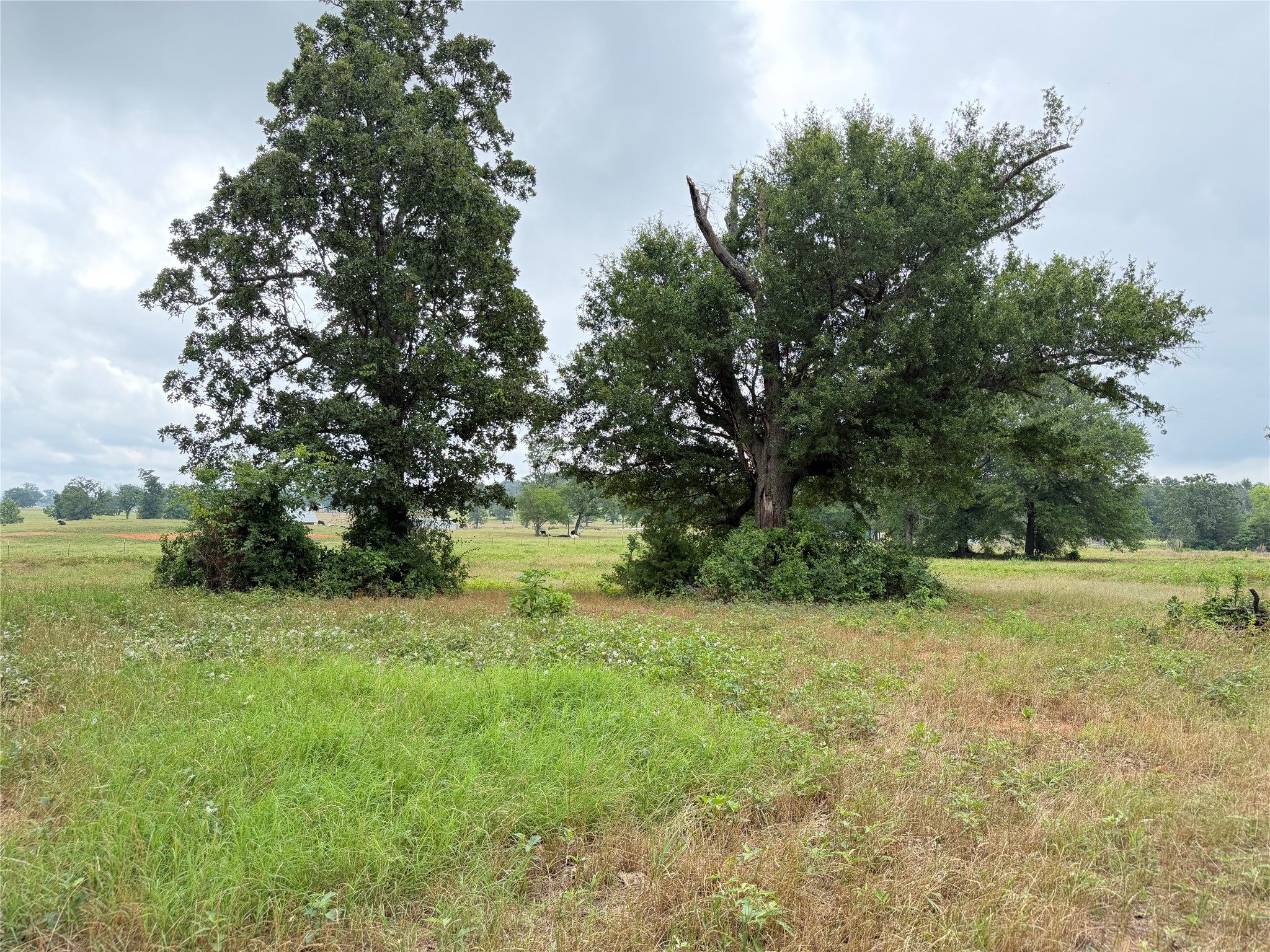 Tbd Fm 1000 Cookville TX 75558