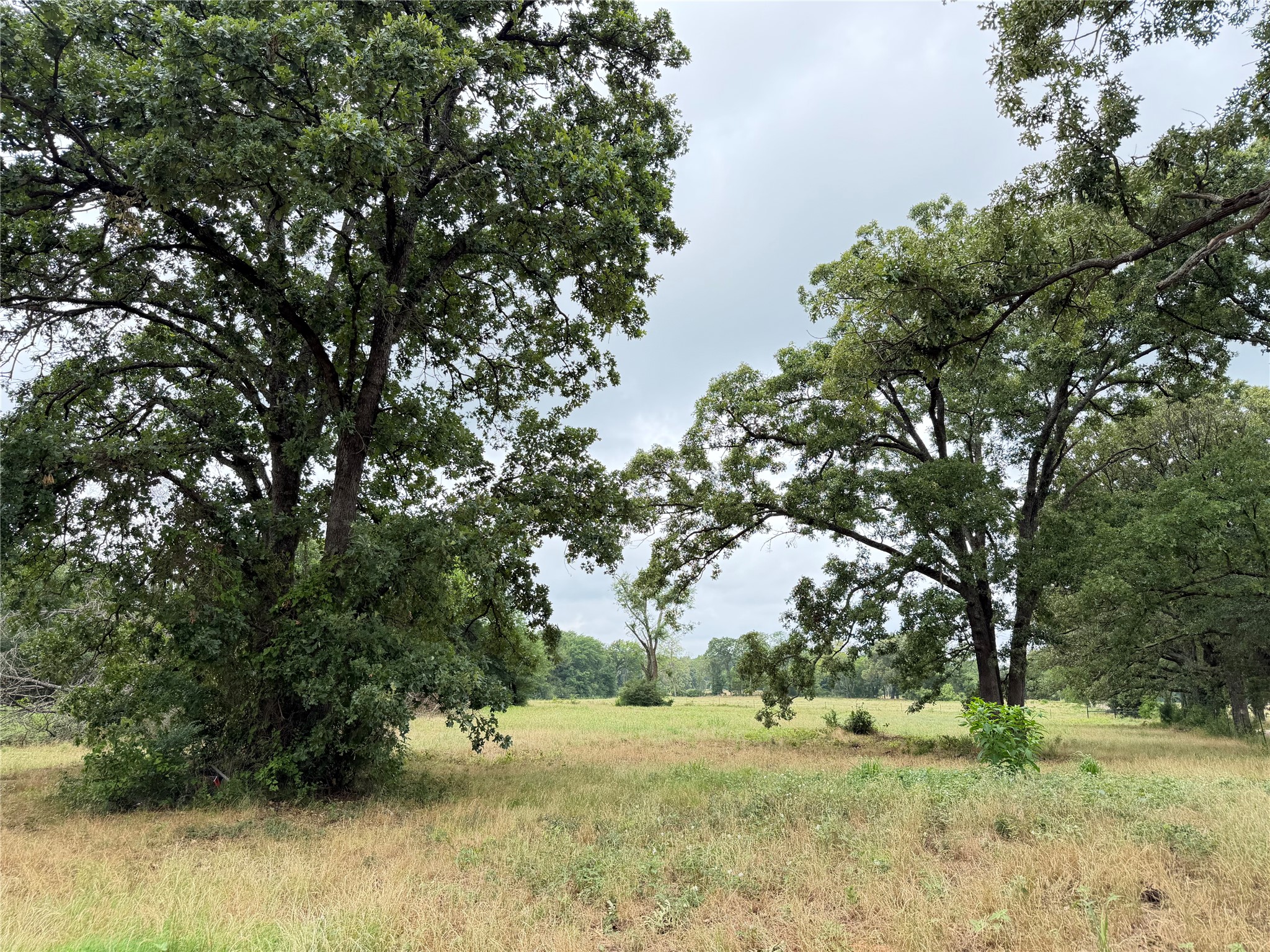 Tbd Fm 1000 Cookville TX 75558