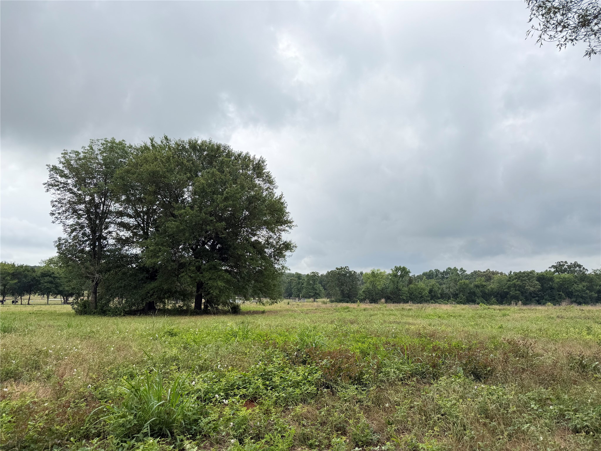 Tbd Fm 1000 Cookville TX 75558