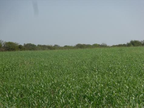 103 Hcr 3361 Hubbard TX 76648