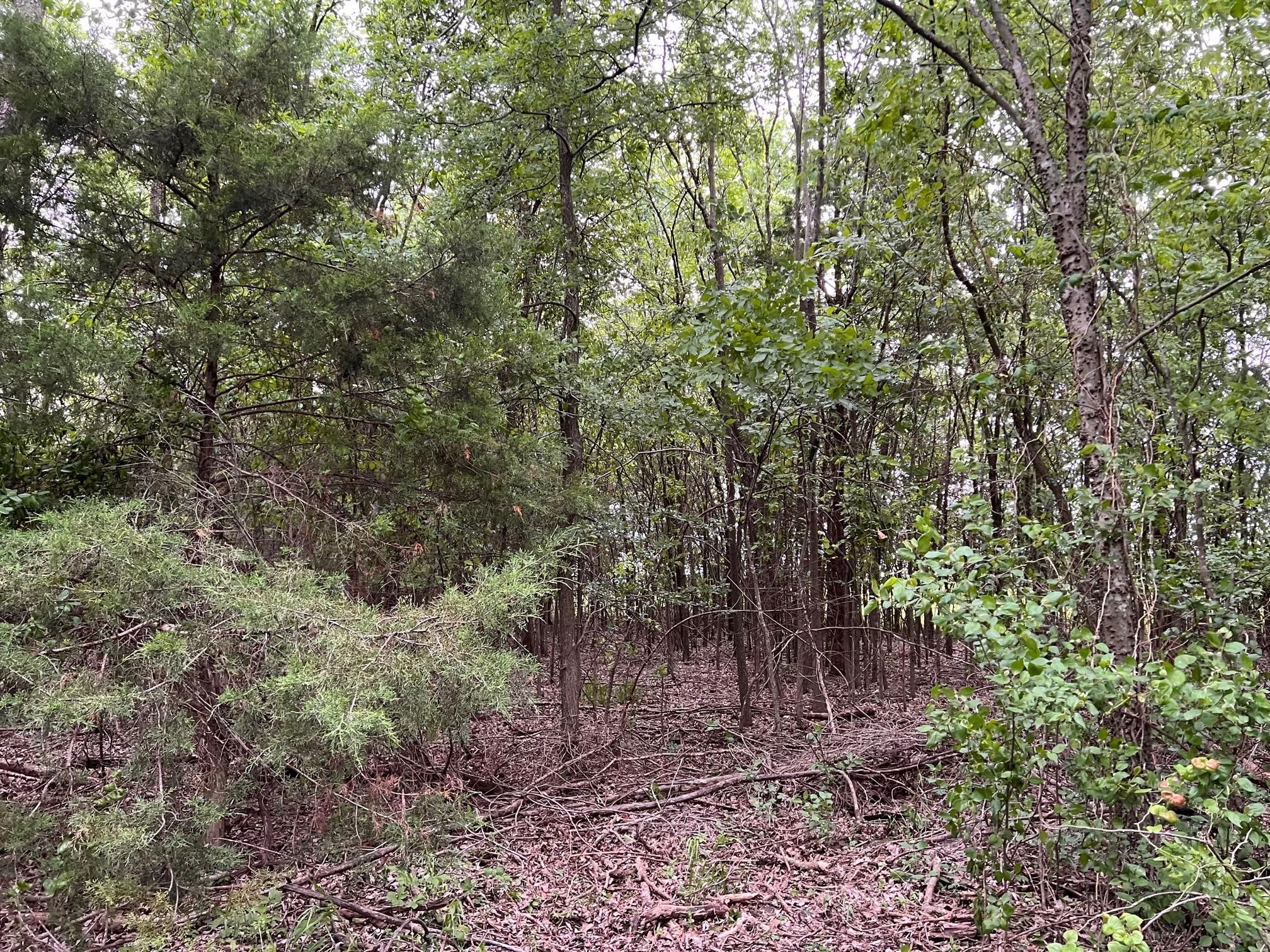 24200 County Road Roxton TX 75477