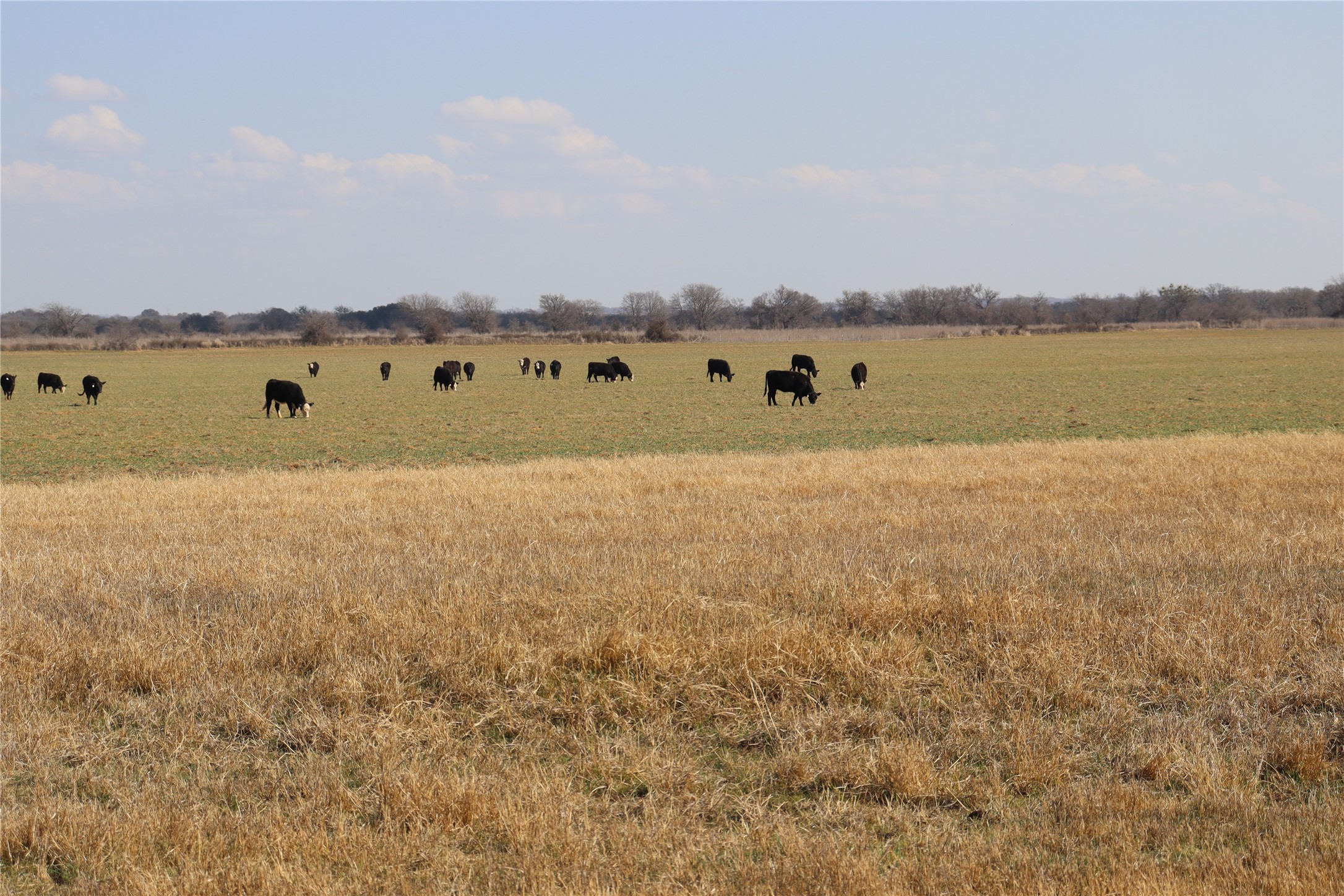 965 Cr 415 Comanche TX 76442