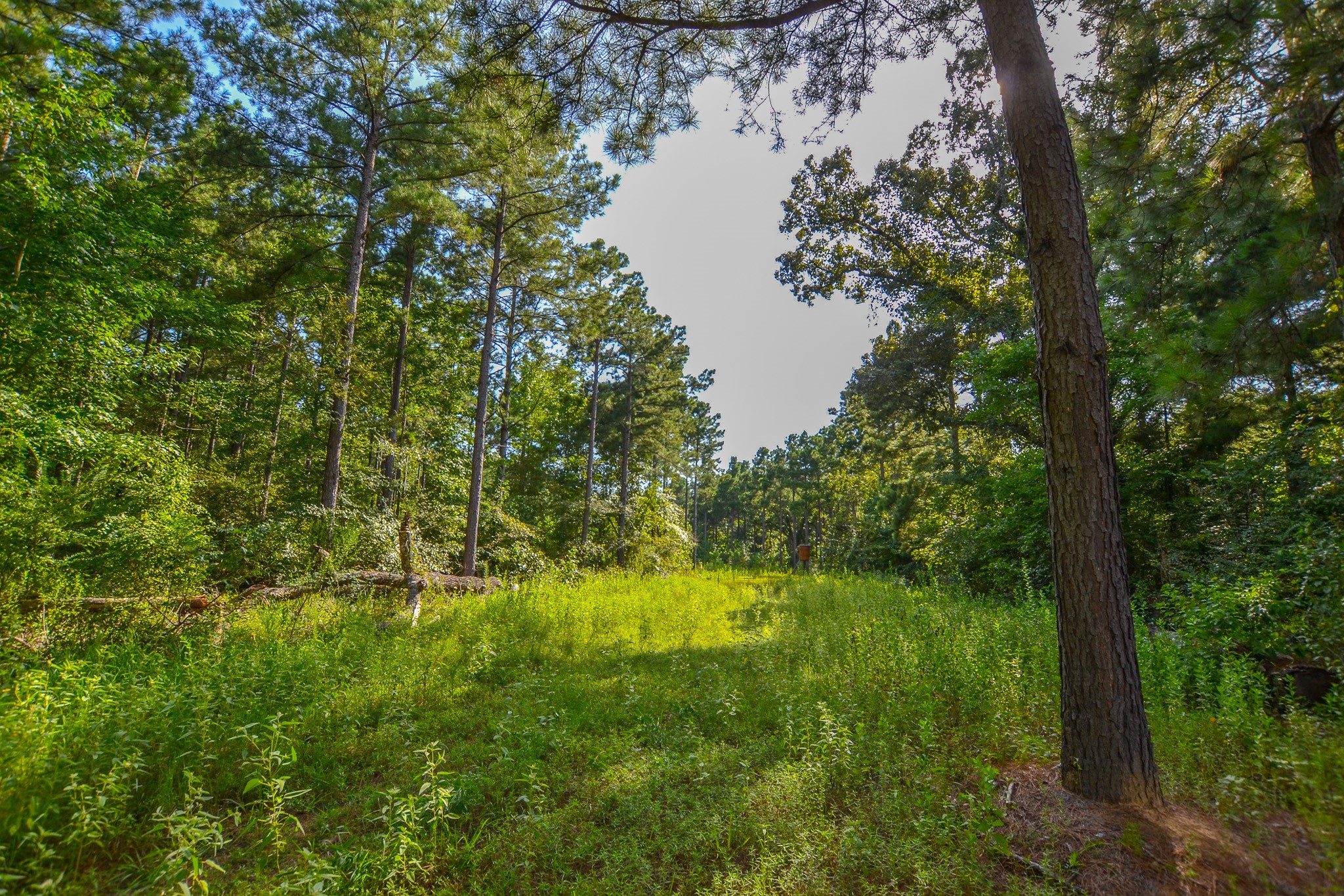 Tract 17 County Road 4224 Frankston TX 75763