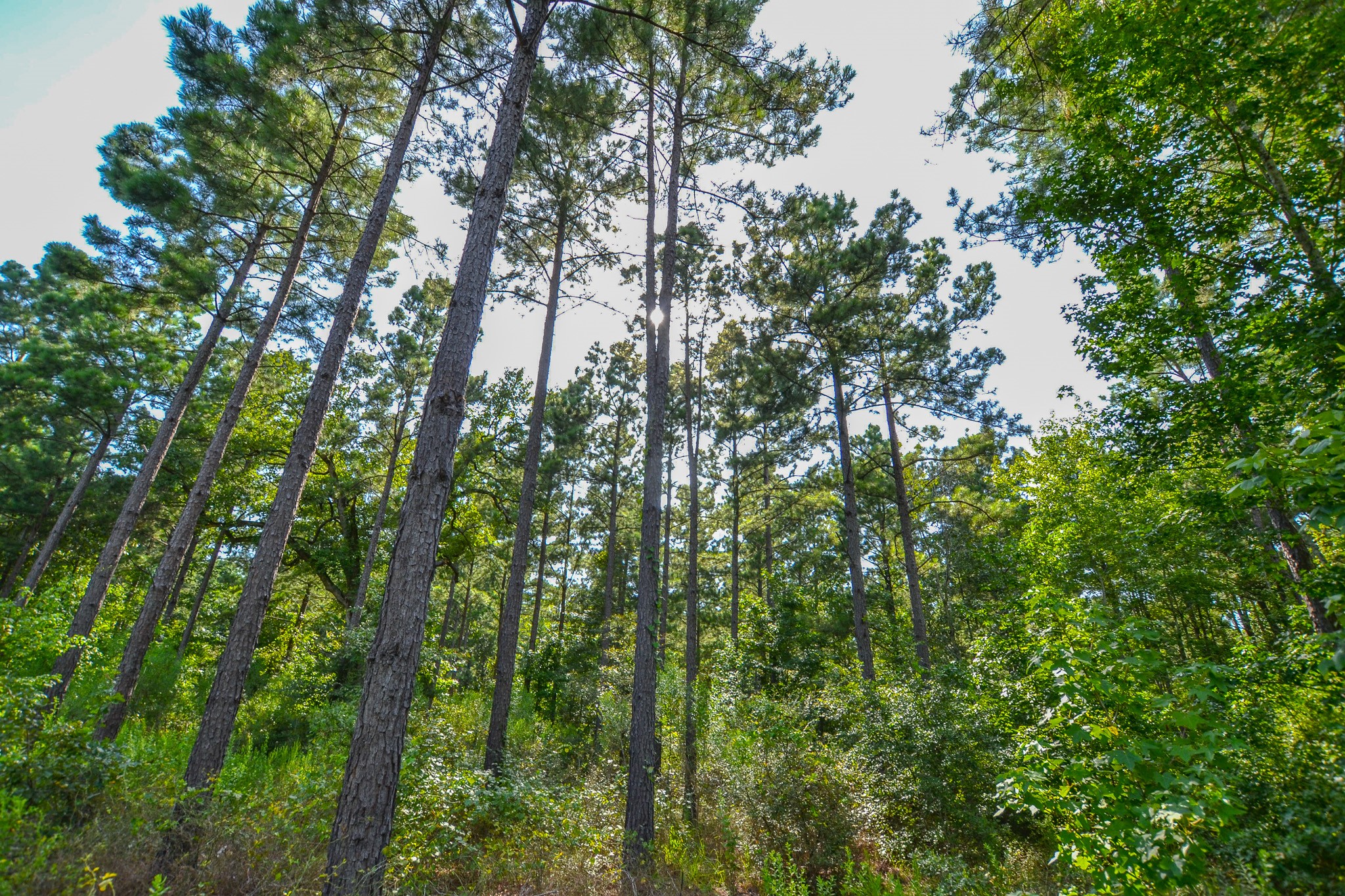 Tract 17 County Road 4224 Frankston TX 75763