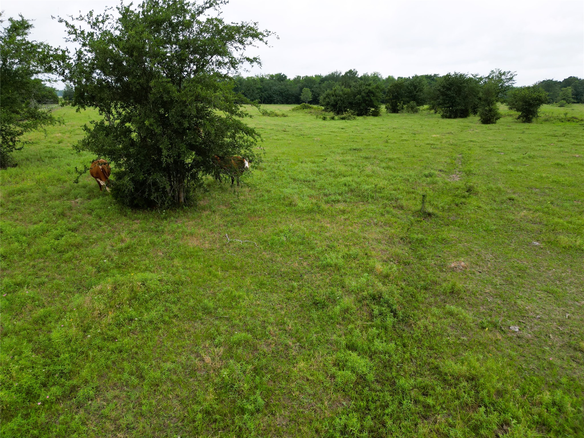 30.213AC County Road 4766 Sulphur Springs TX 75482