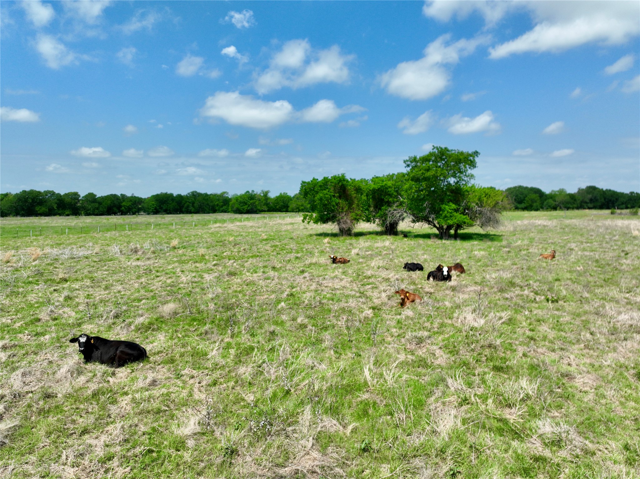 Tbd 11 Acres Fm 1183 Alma TX 75119
