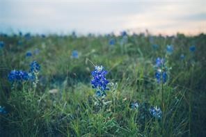 12203 E Rocky Creek Road Crowley TX 76036