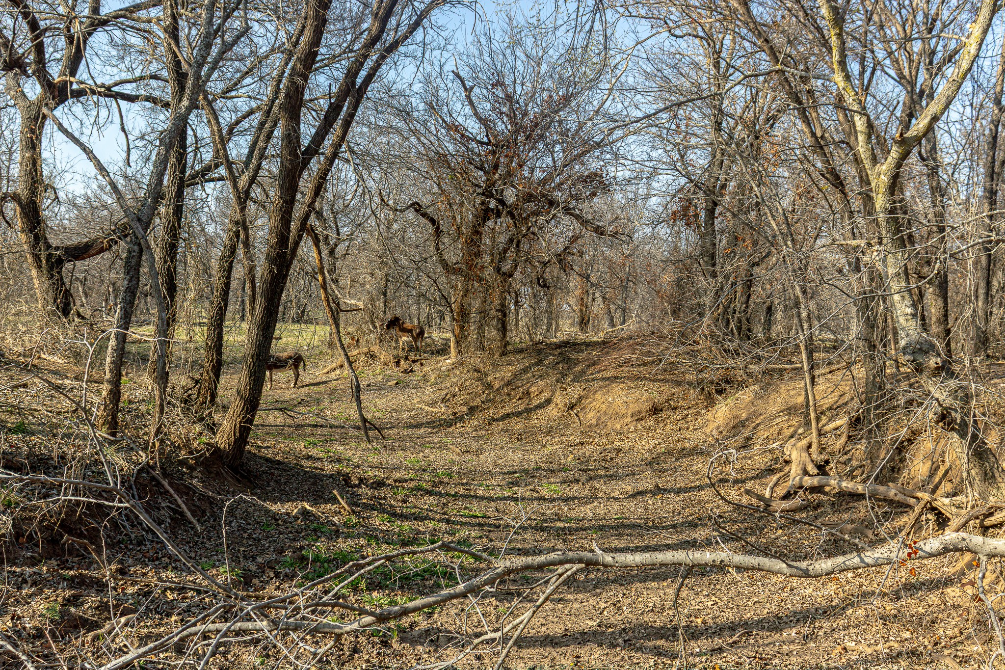 1951 Hamilton Road Graham TX 76450