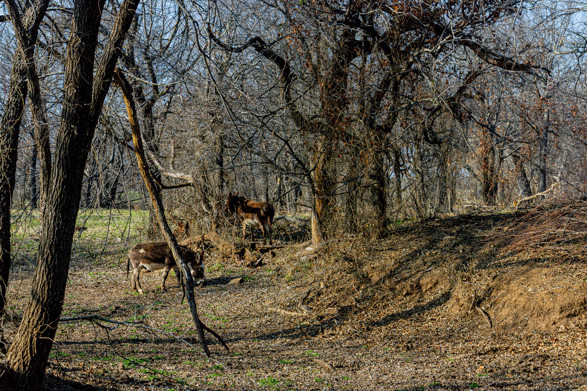 1951 Hamilton Road Graham TX 76450