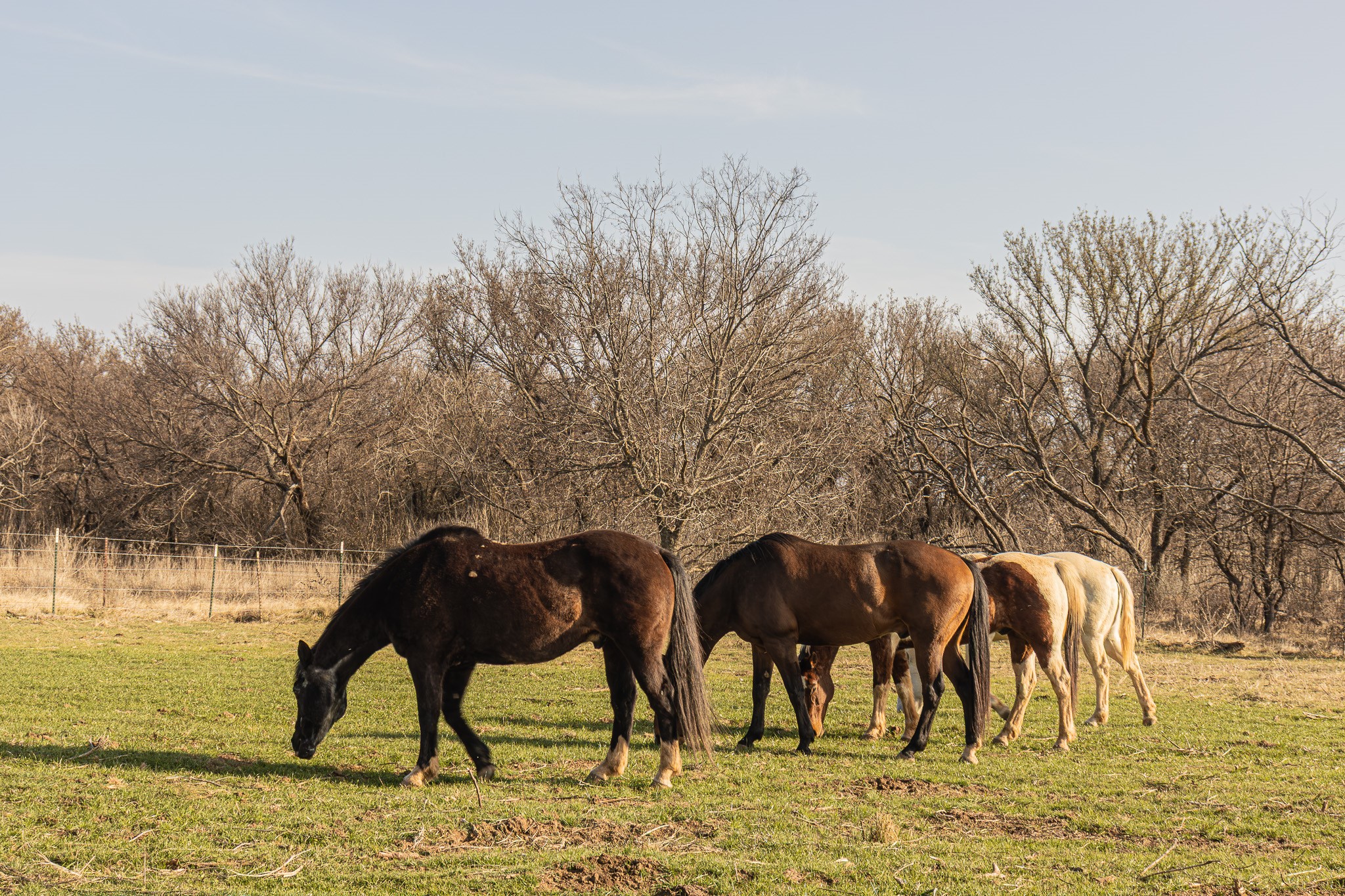 1951 Hamilton Road Graham TX 76450