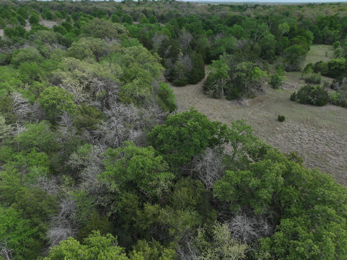 Tbd Mitchell Road Kosse TX 76653