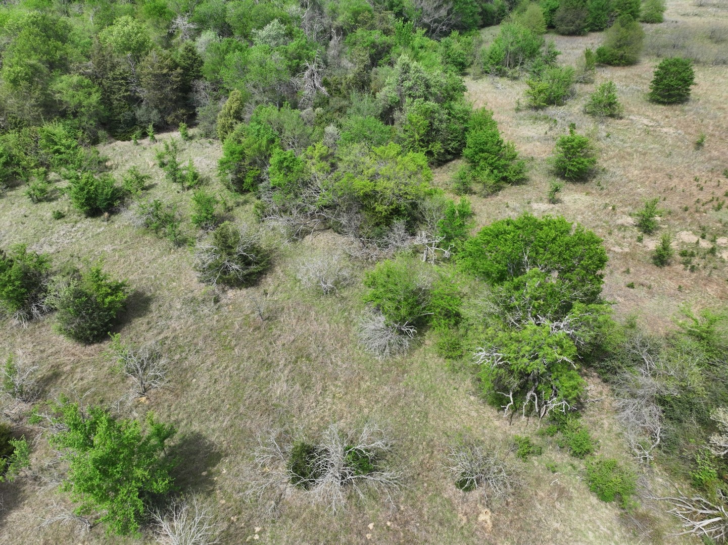 Tbd Mitchell Road Kosse TX 76653