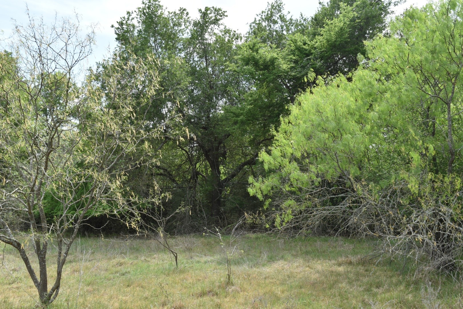 Tbd Mitchell Road Kosse TX 76653