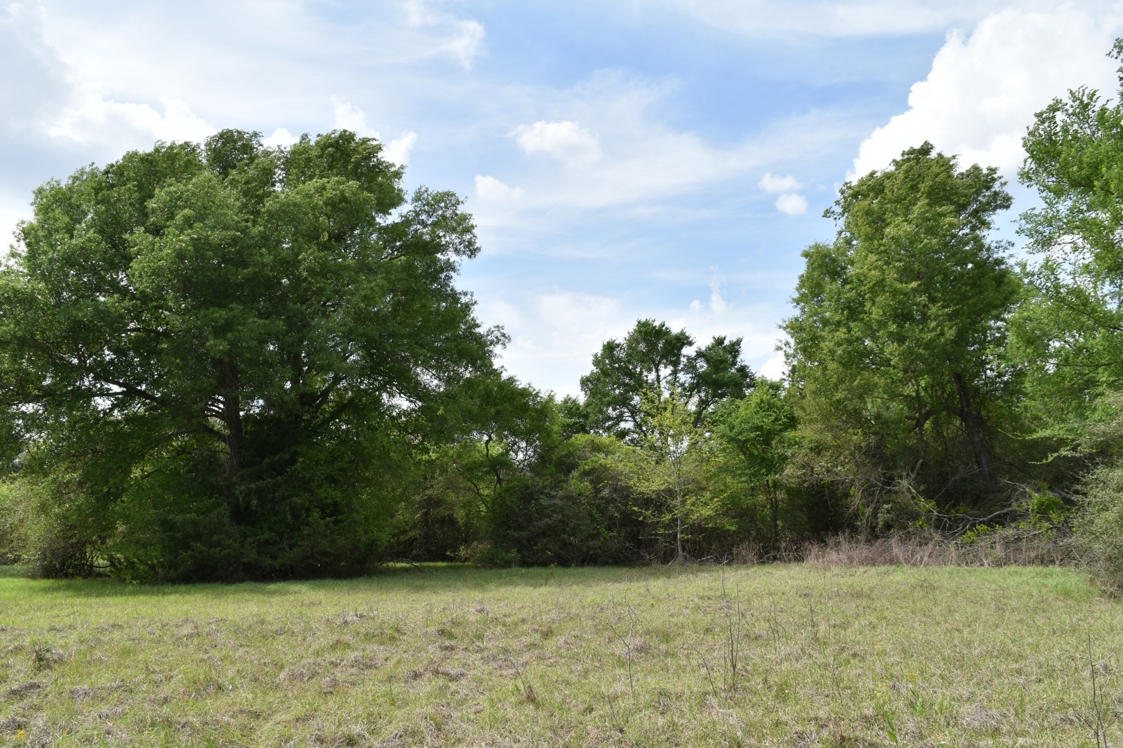Tbd Mitchell Road Kosse TX 76653