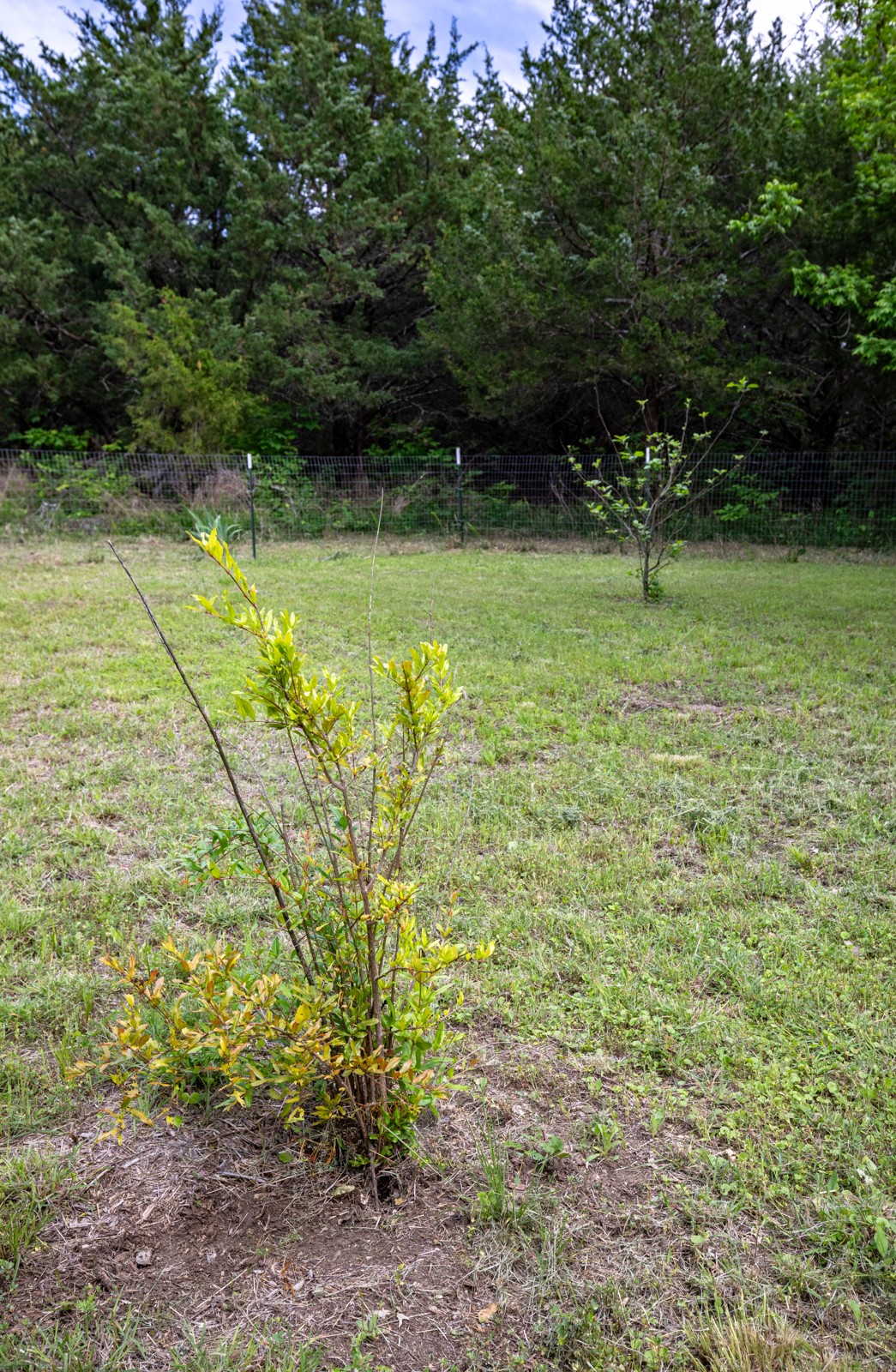 Tbd County Road 663 Farmersville TX 75442
