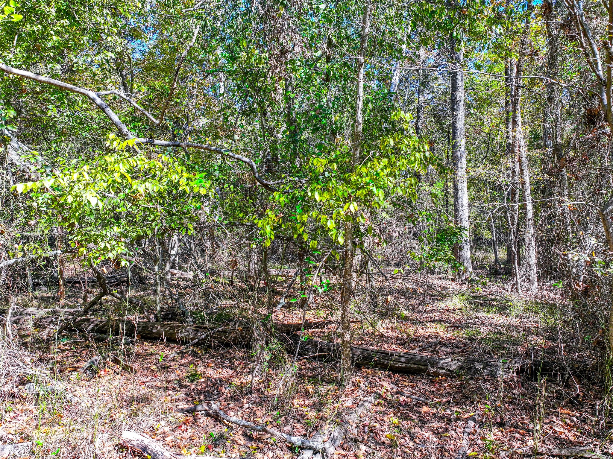 Lot 7 King Sebastion Road Scroggins TX 75480