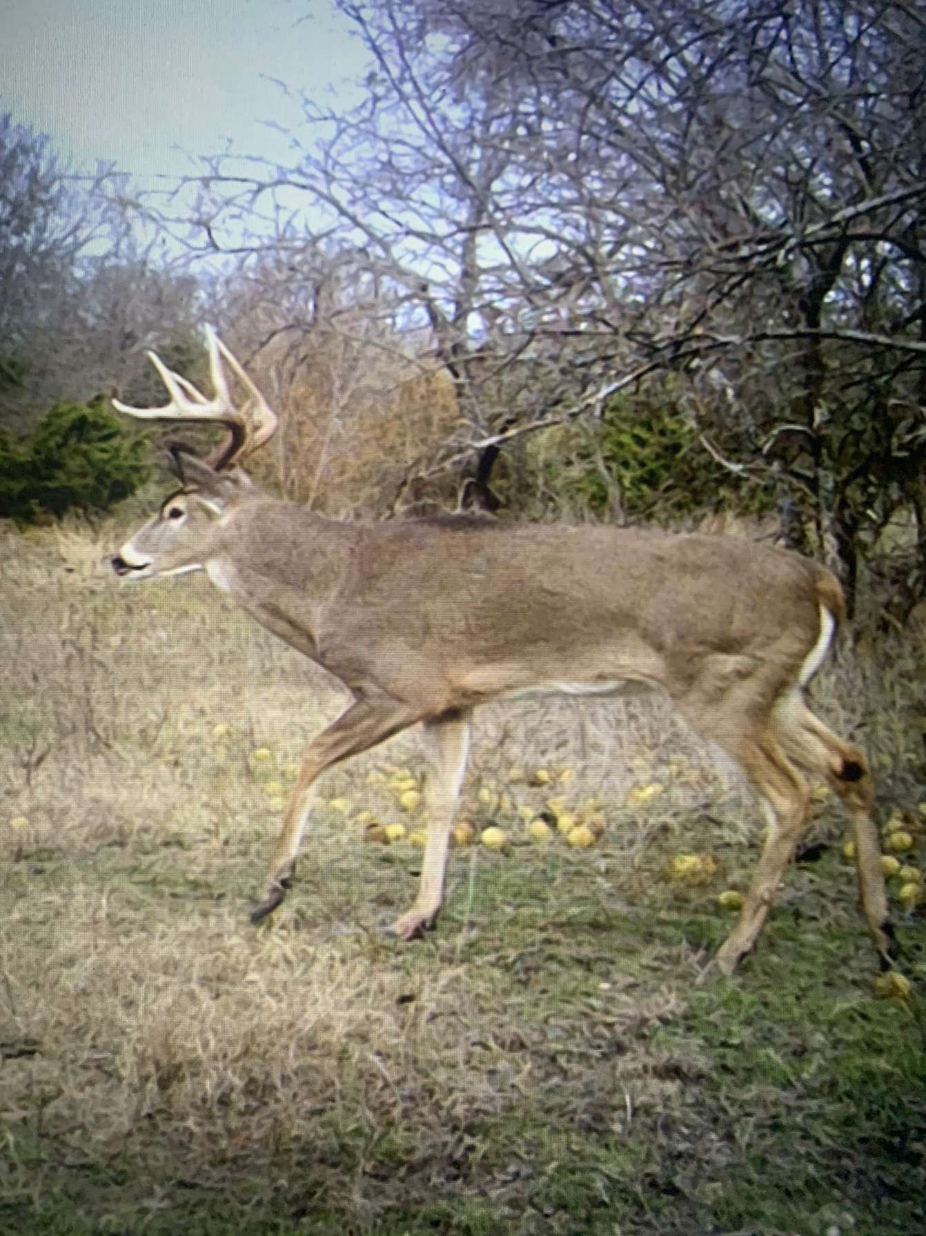999-2 Cr3805 Bailey TX 75413