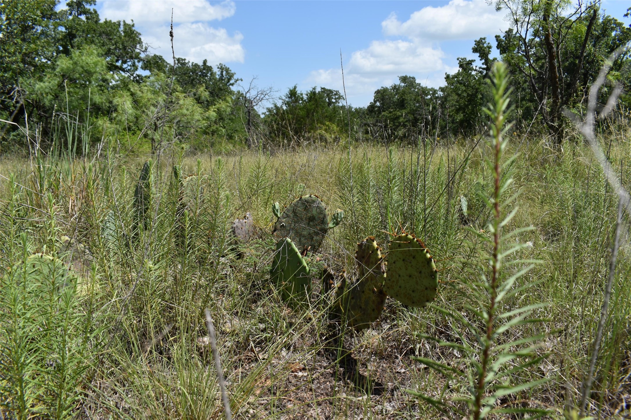 Tbd Fm 8 Wooded Side Gorman TX 76454