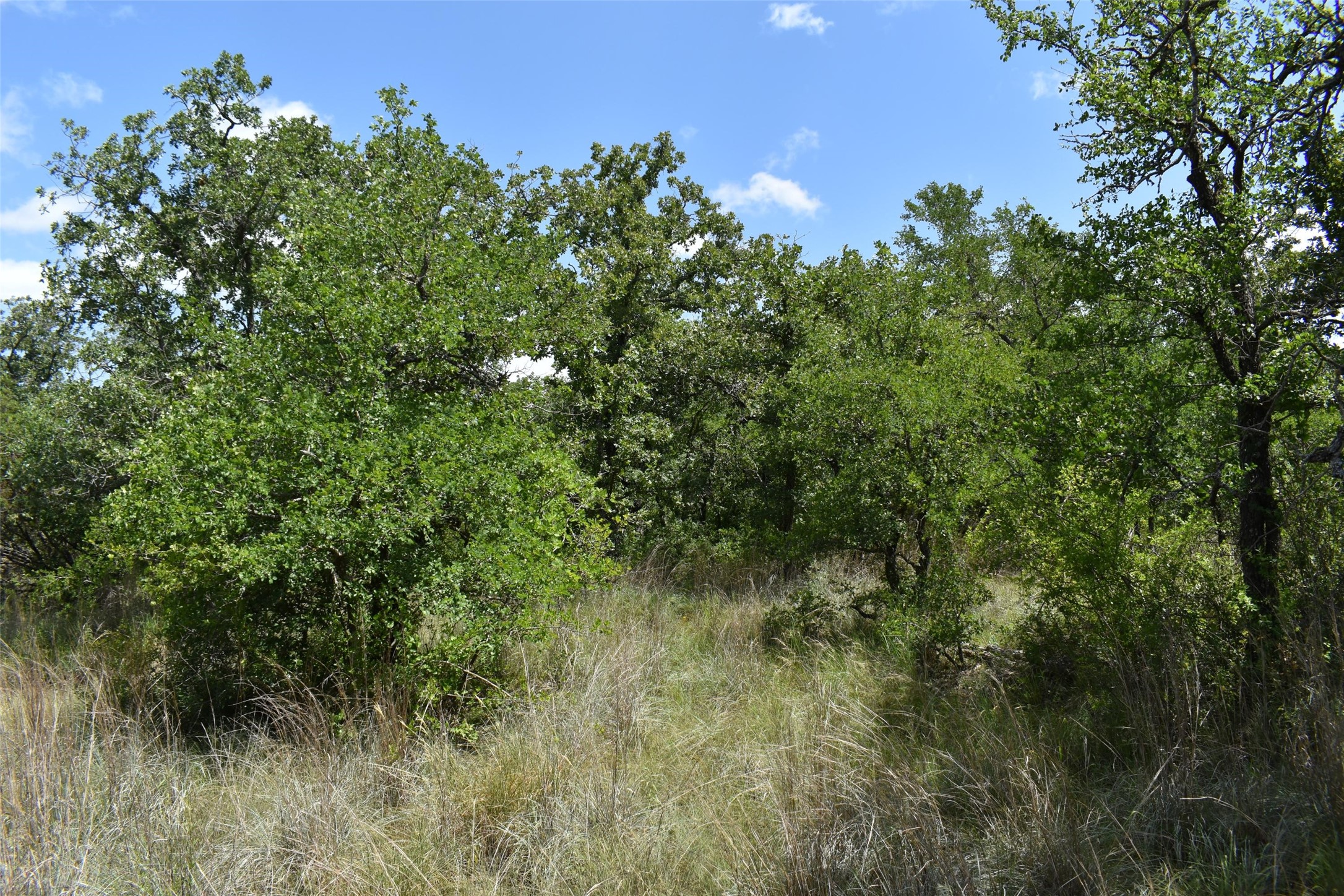 Tbd Fm 8 Wooded Side Gorman TX 76454