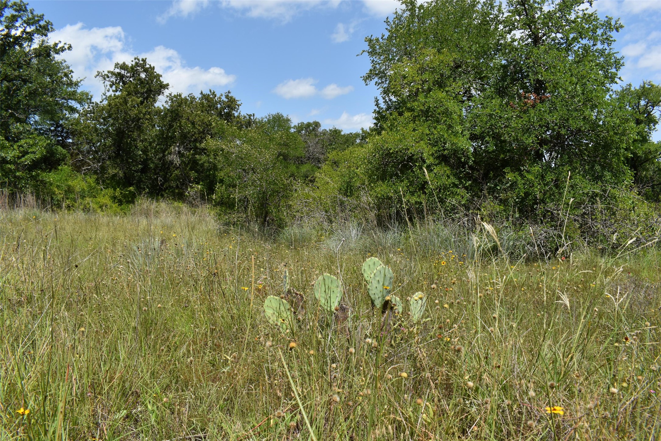 Tbd Fm 8 Wooded Side Gorman TX 76454
