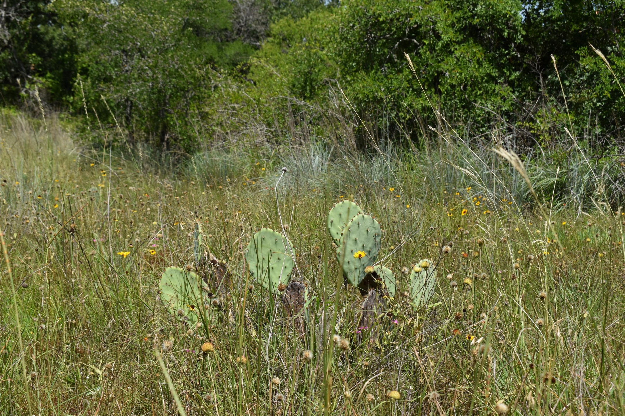 Tbd Fm 8 Wooded Side Gorman TX 76454