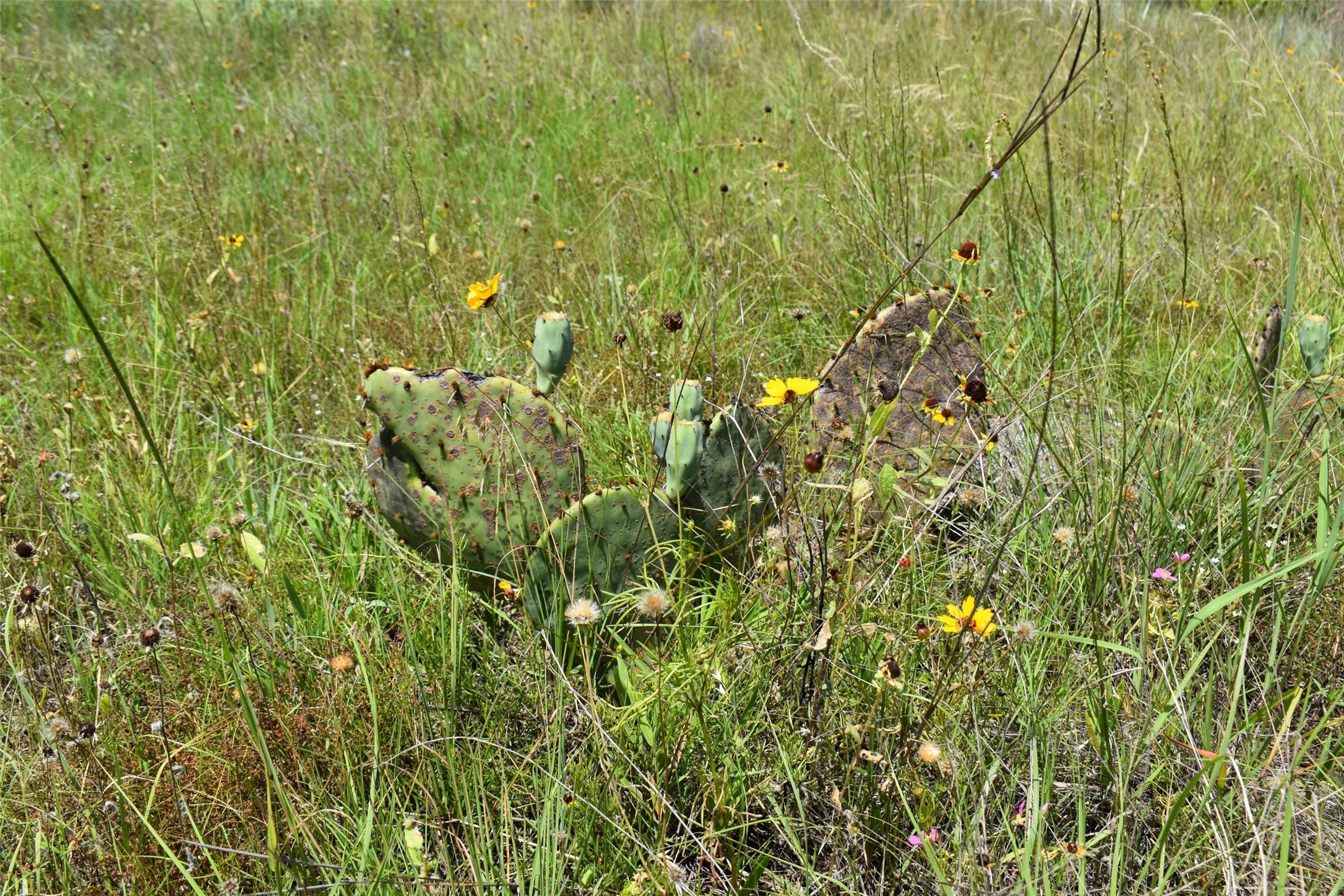 Tbd Fm 8 Wooded Side Gorman TX 76454