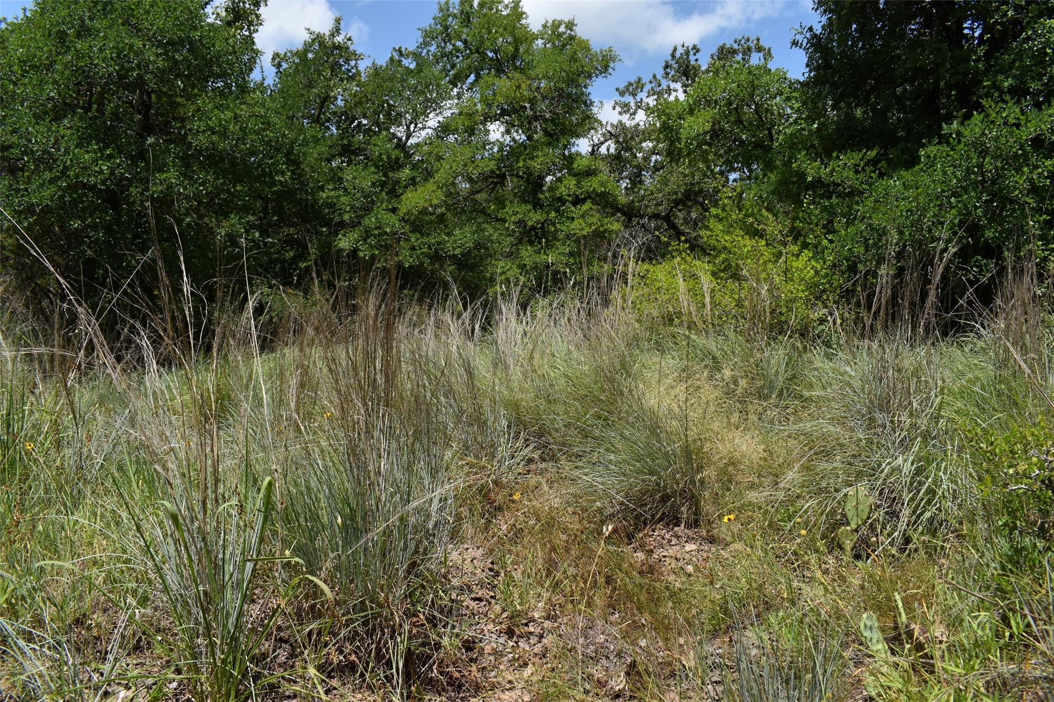 Tbd Fm 8 Wooded Side Gorman TX 76454