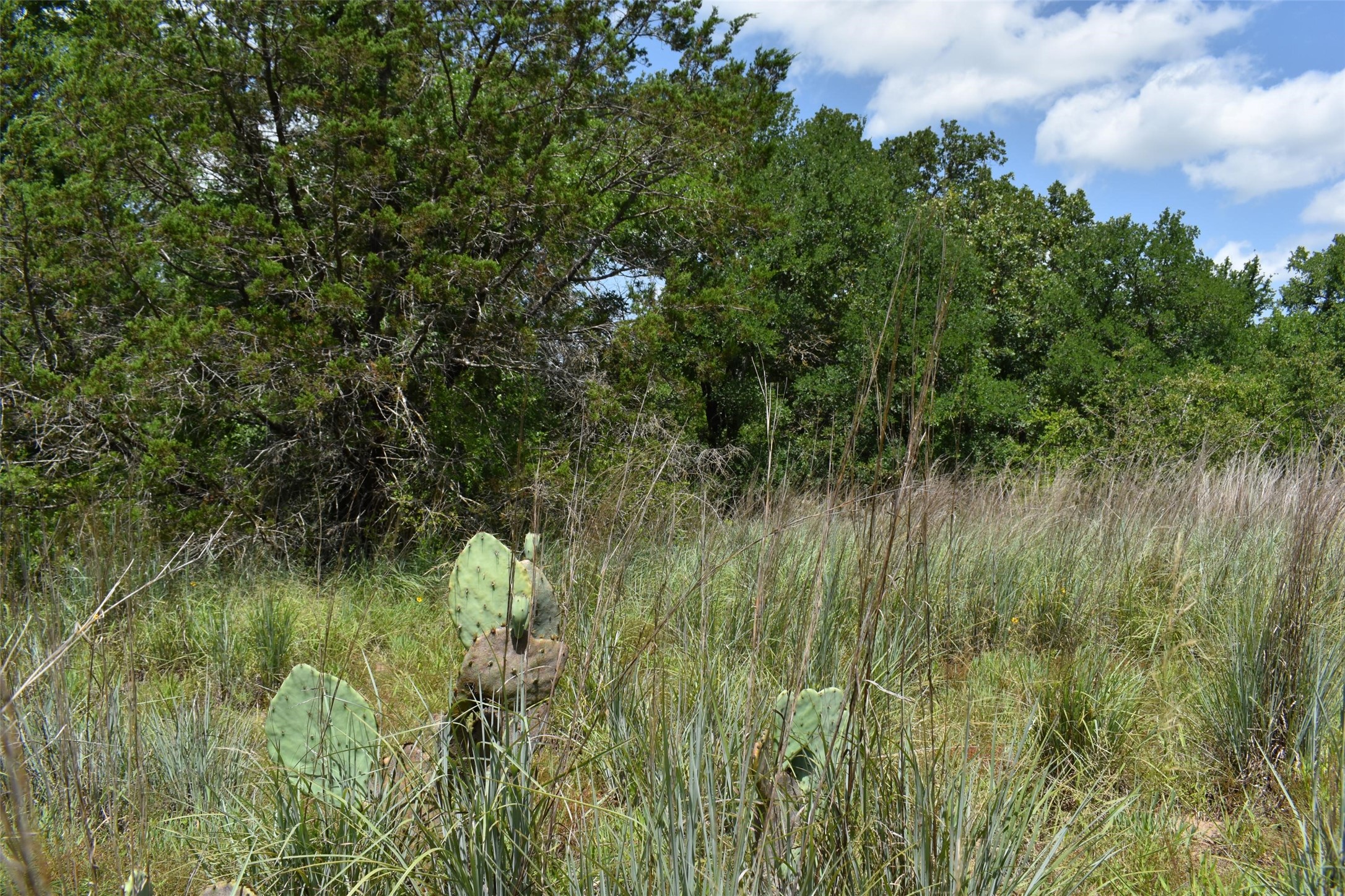 Tbd Fm 8 Wooded Side Gorman TX 76454