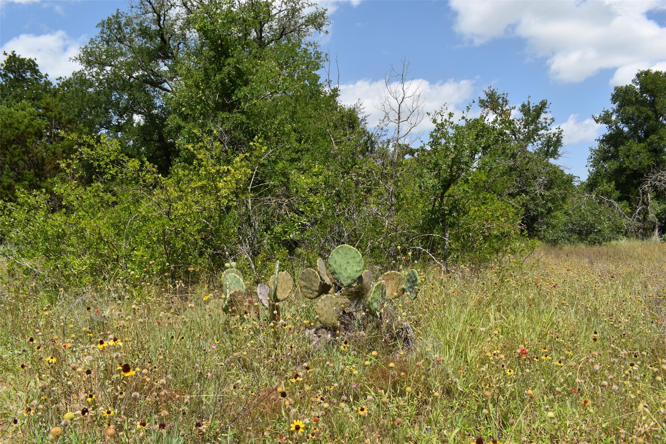 Tbd Fm 8 Wooded Side Gorman TX 76454