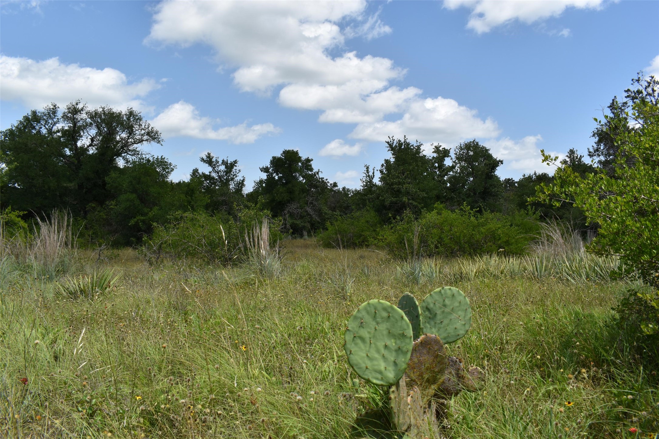 Tbd Fm 8 Wooded Side Gorman TX 76454