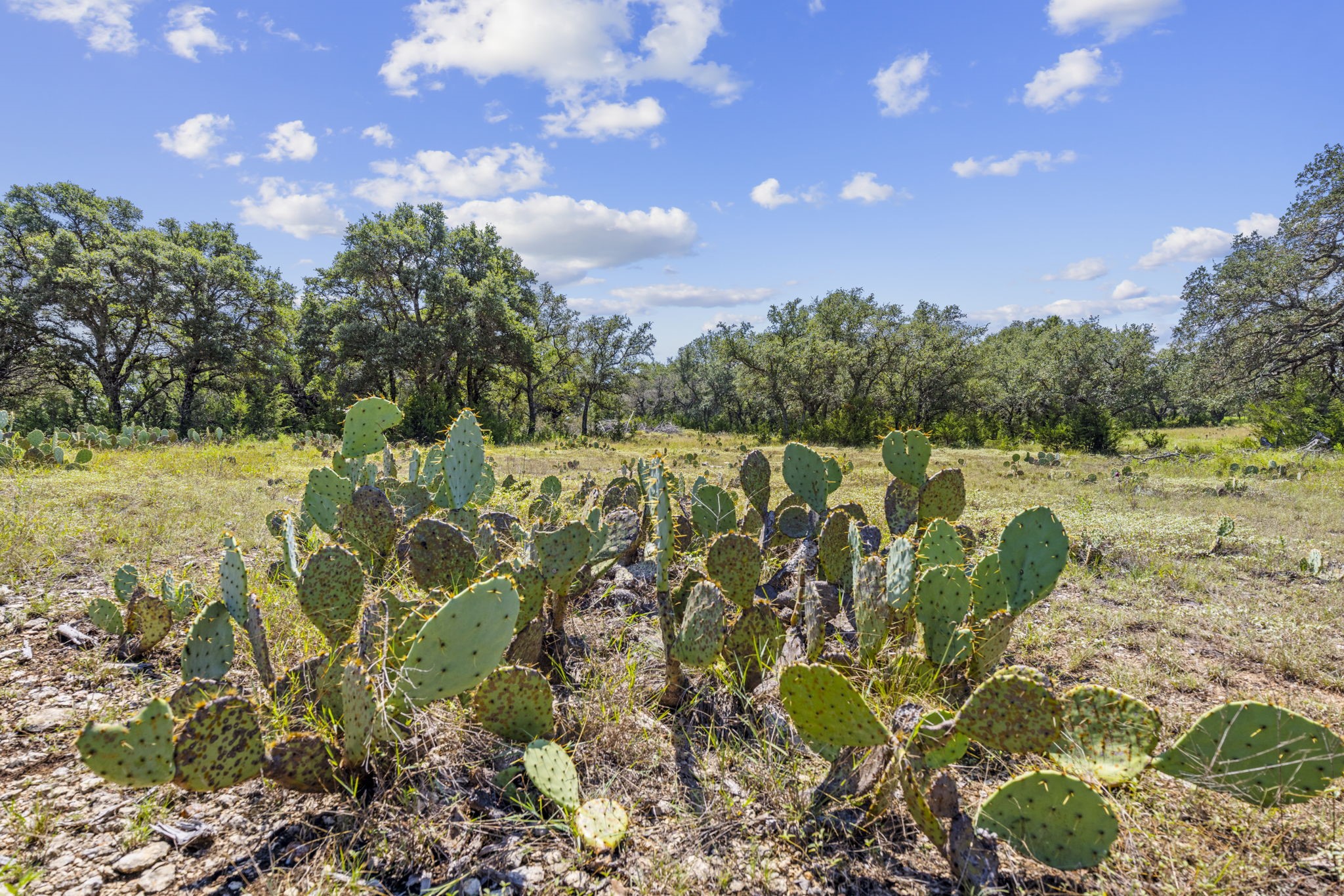 Lot 170 Heartleaf Lampasas TX 76550