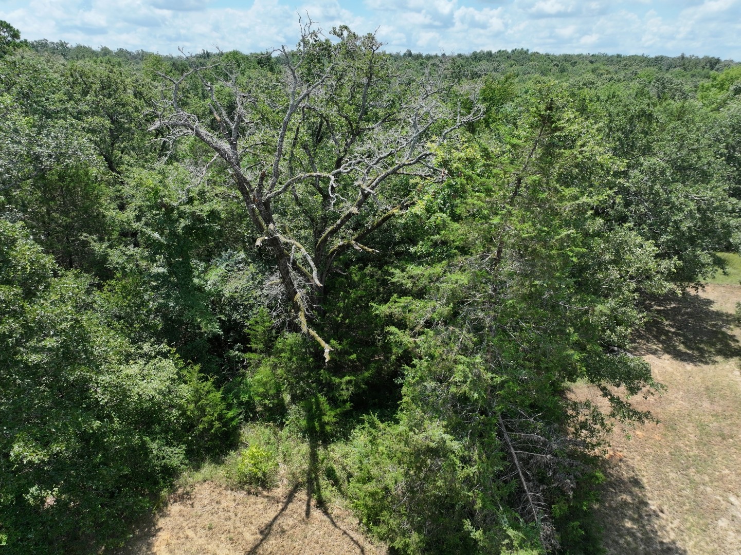 Tbd Cr 431 Road Fairfield TX 75840