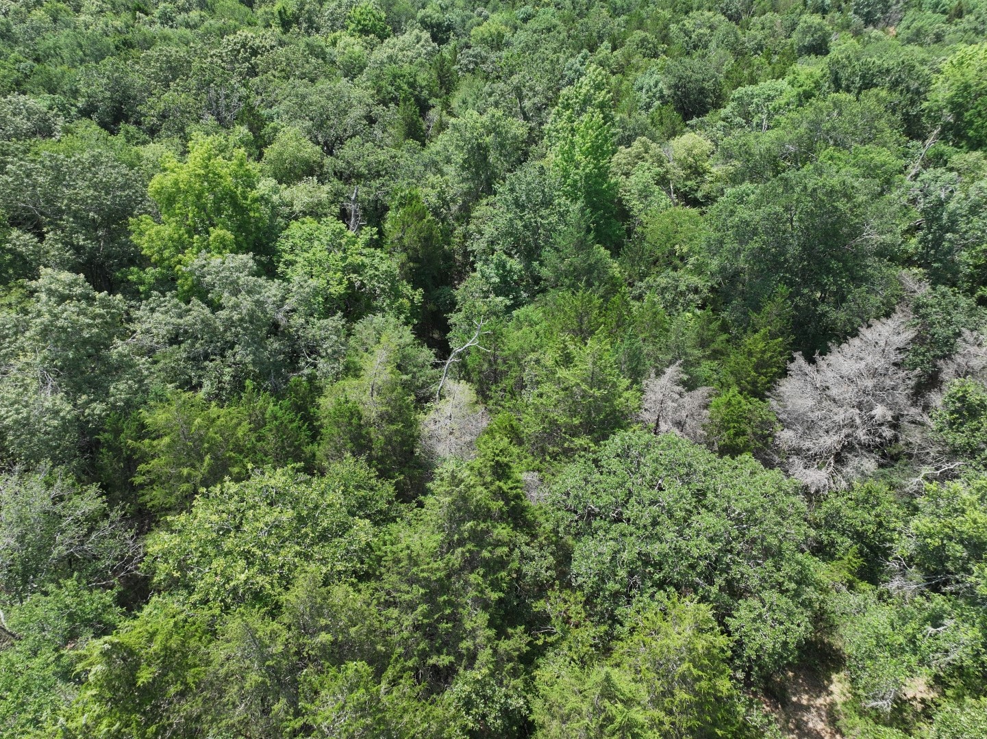 Tbd Cr 431 Road Fairfield TX 75840