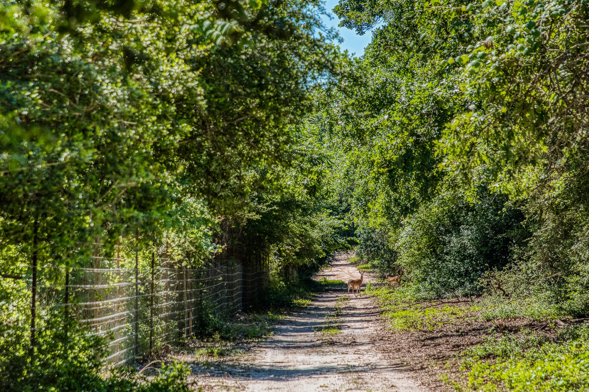 511 (+/-169ac) Lcr 793 Groesbeck TX 76642