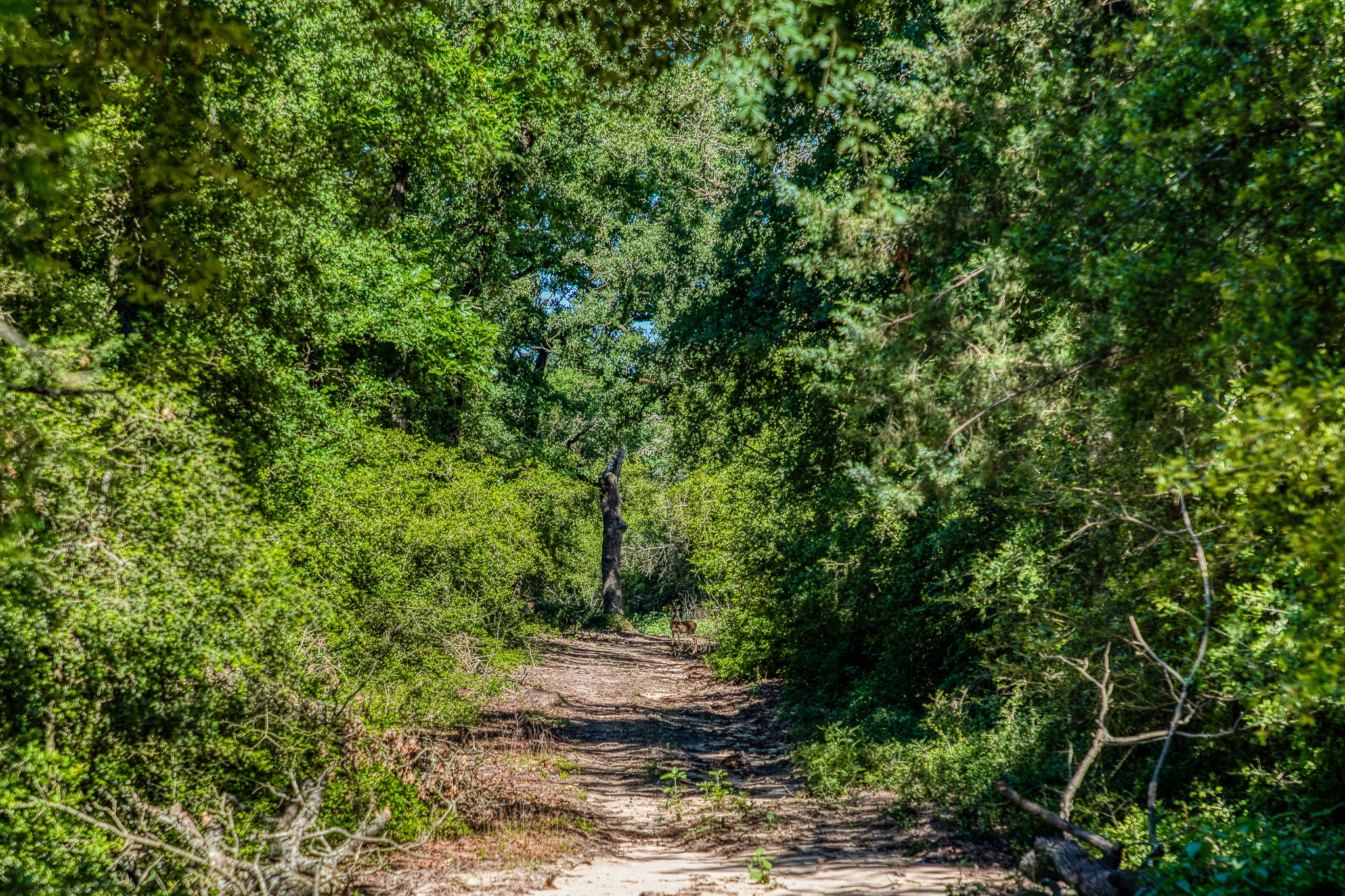 511 (+/-169ac) Lcr 793 Groesbeck TX 76642