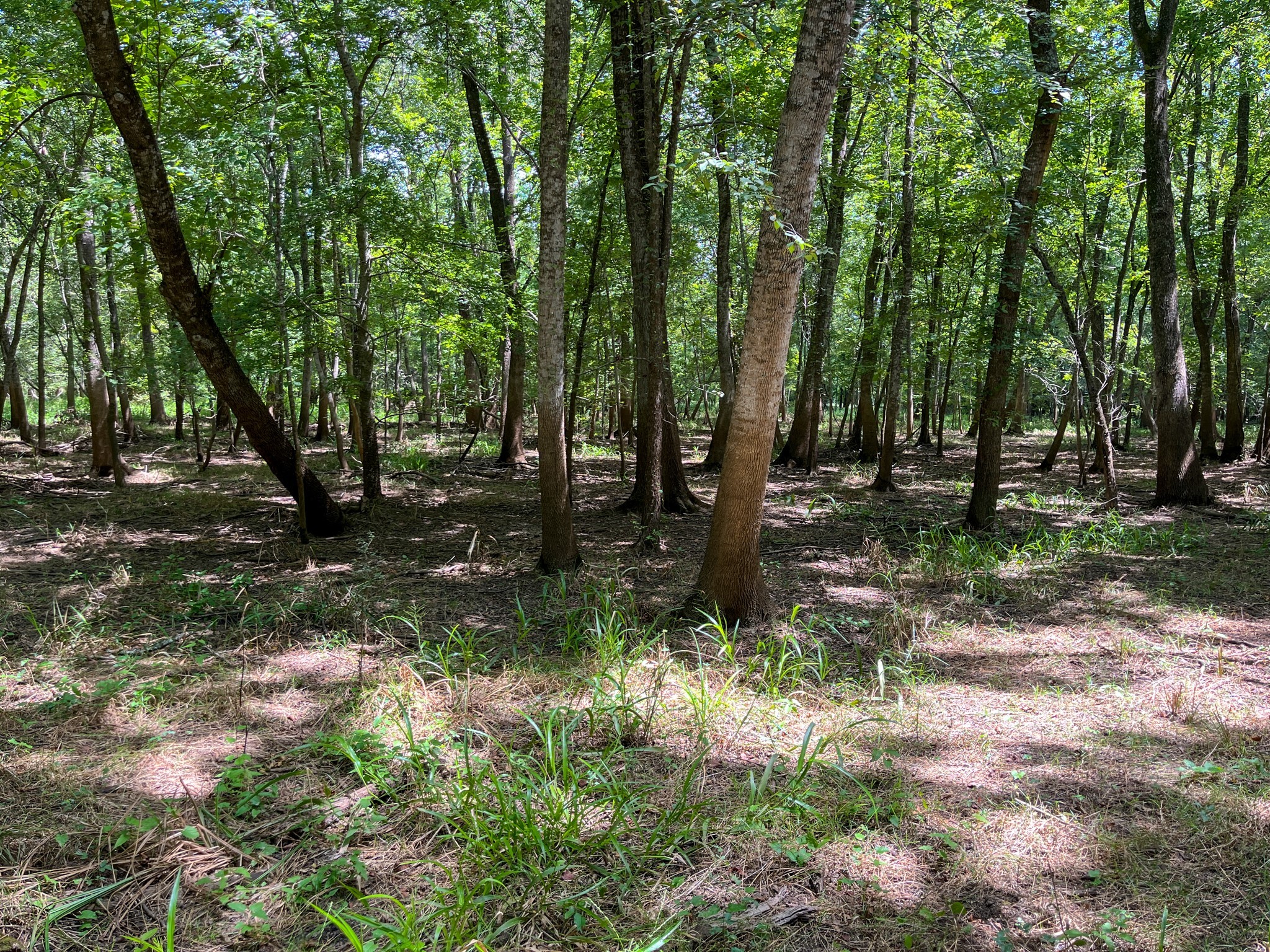 0 Private Road 1428 Centerville TX 75833