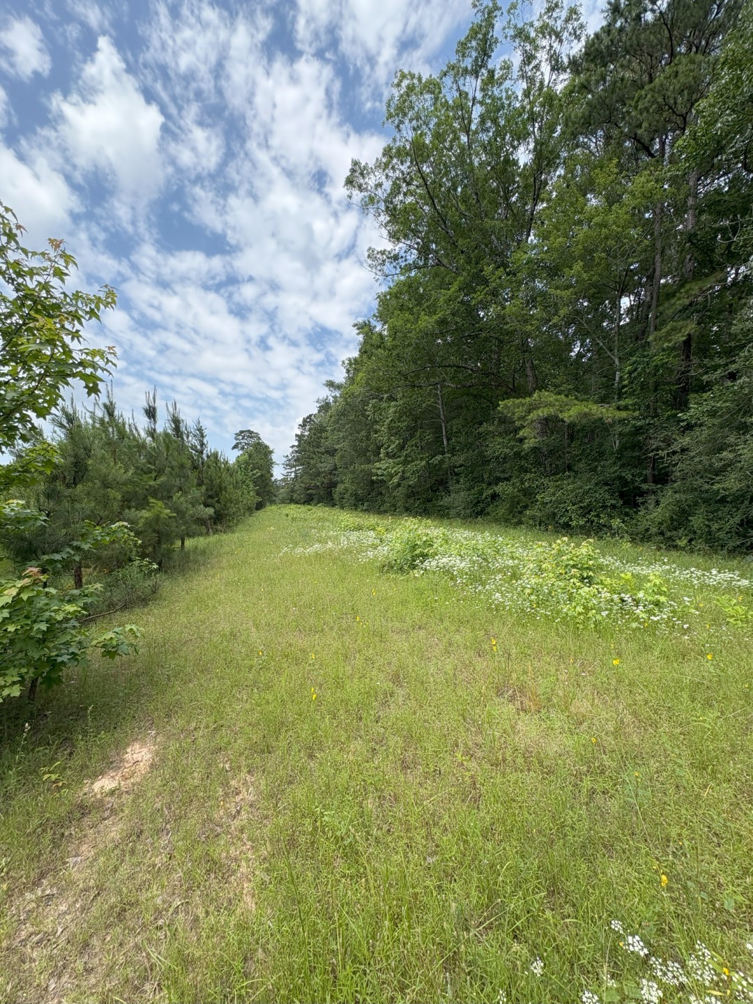 Tbd County Road 425 Tenaha TX 75974