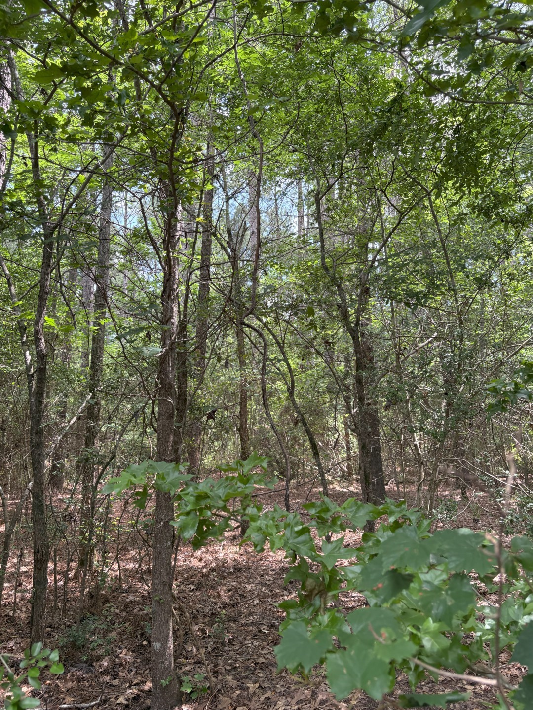 Tbd County Road 425 Tenaha TX 75974