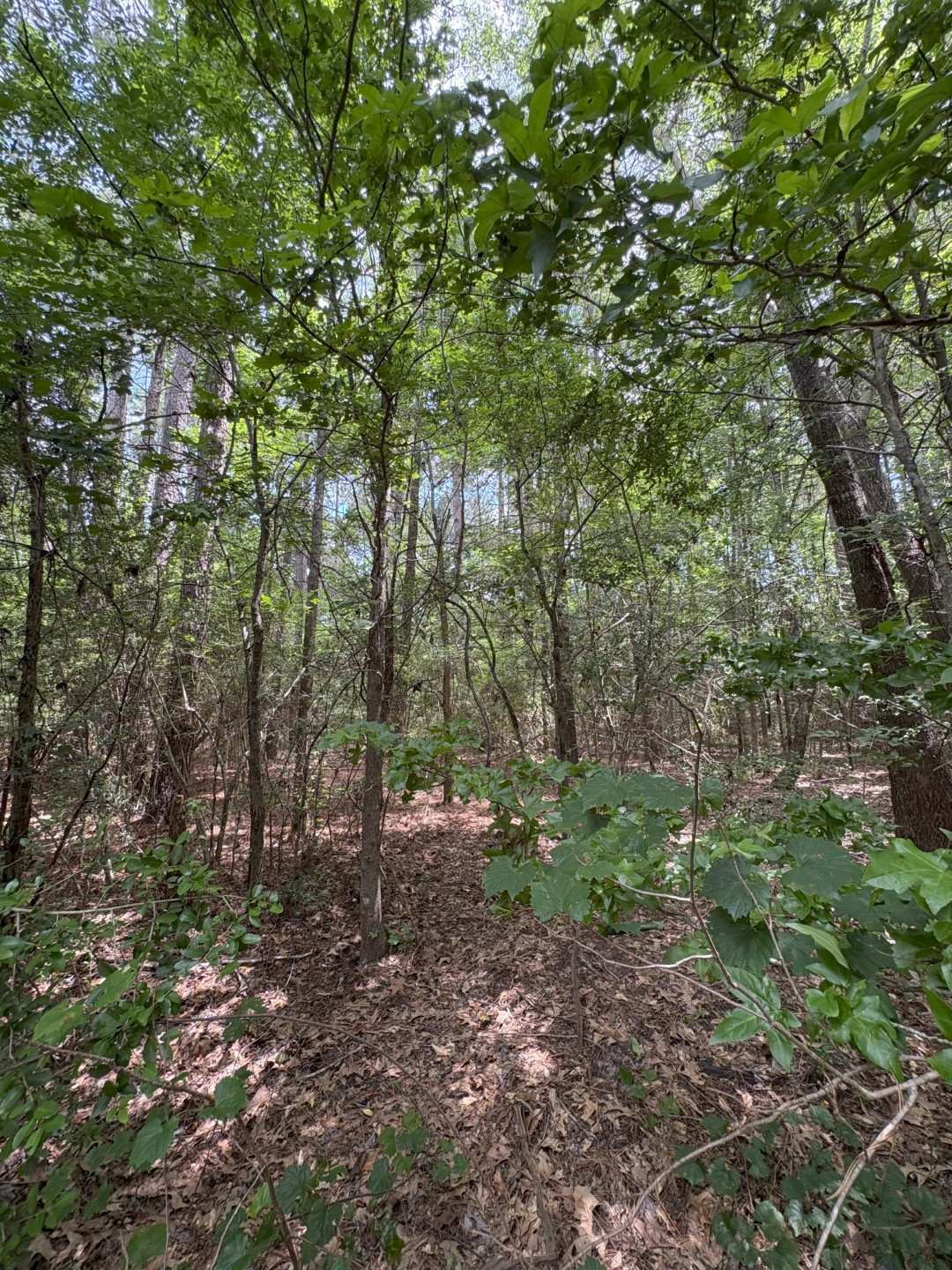 Tbd County Road 425 Tenaha TX 75974