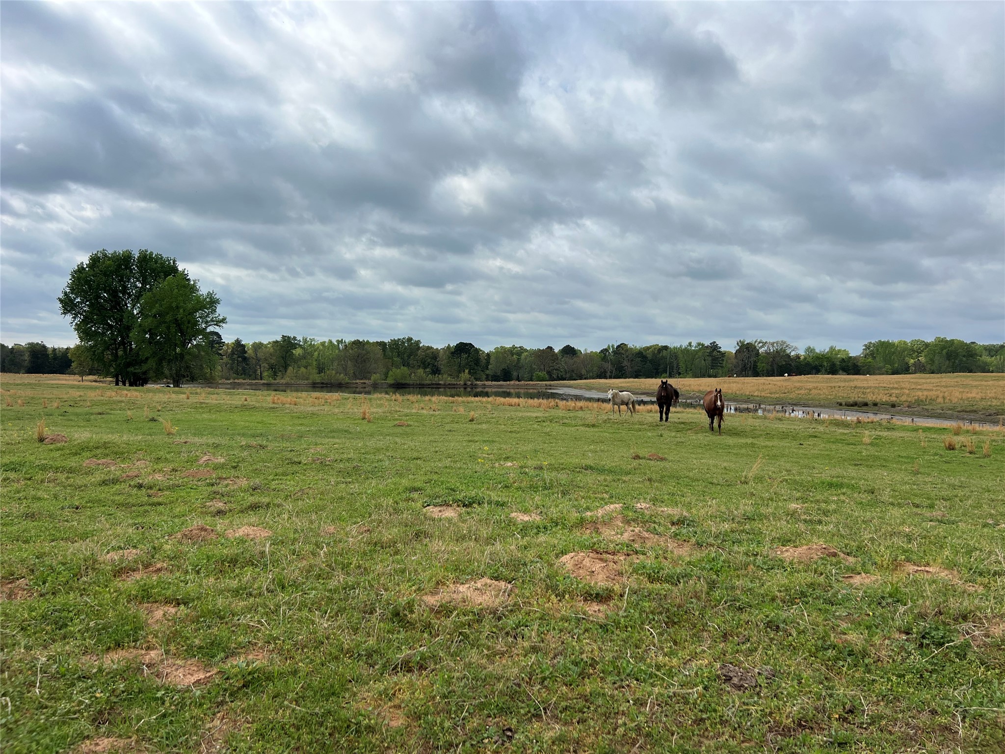 Tbd Fm 1001 Cookville TX 75558